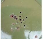 groen emaille kwispedoors